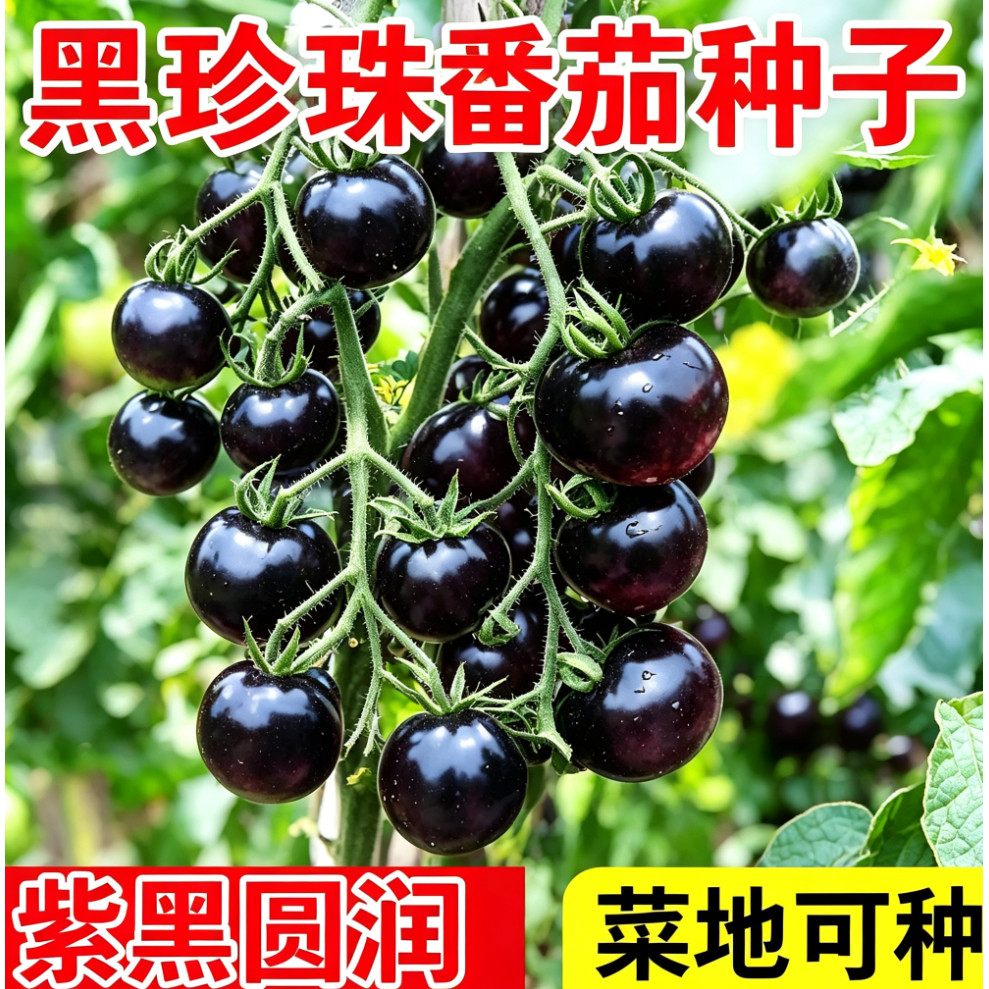 黑番茄种子西黑柿老品种西红柿种子四季阳台盆栽蔬菜种子籽孑