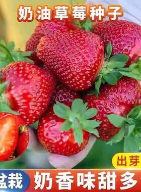 四季草莓种子春季开花红色果蔬种子新手易种奶香味甜多汁