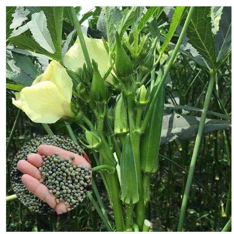 水果秋葵不易老黄秋葵可生吃的奶油秋葵农家种植新鲜时令蔬菜包邮