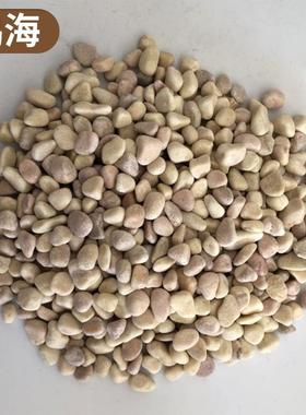 水磨黄色洗米石水洗石雨花石胶粘石鹅卵石碎石园林地面铺路造景