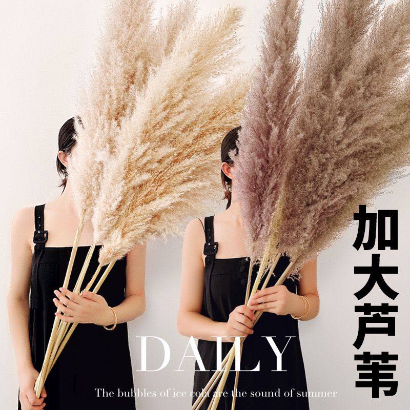 天然芦苇干花花束真花客厅摆设落地室内ins摆件永生天然蒲苇干花
