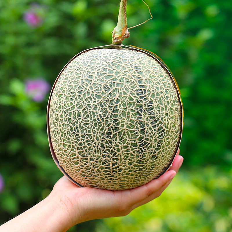 【基地严选】海南网纹瓜玲珑瓜新鲜水果香甜可口热带水果,水产肉类/新鲜蔬果/熟食,哈密瓜,淘宝优惠券,粉丝福利购,淘宝优惠卷