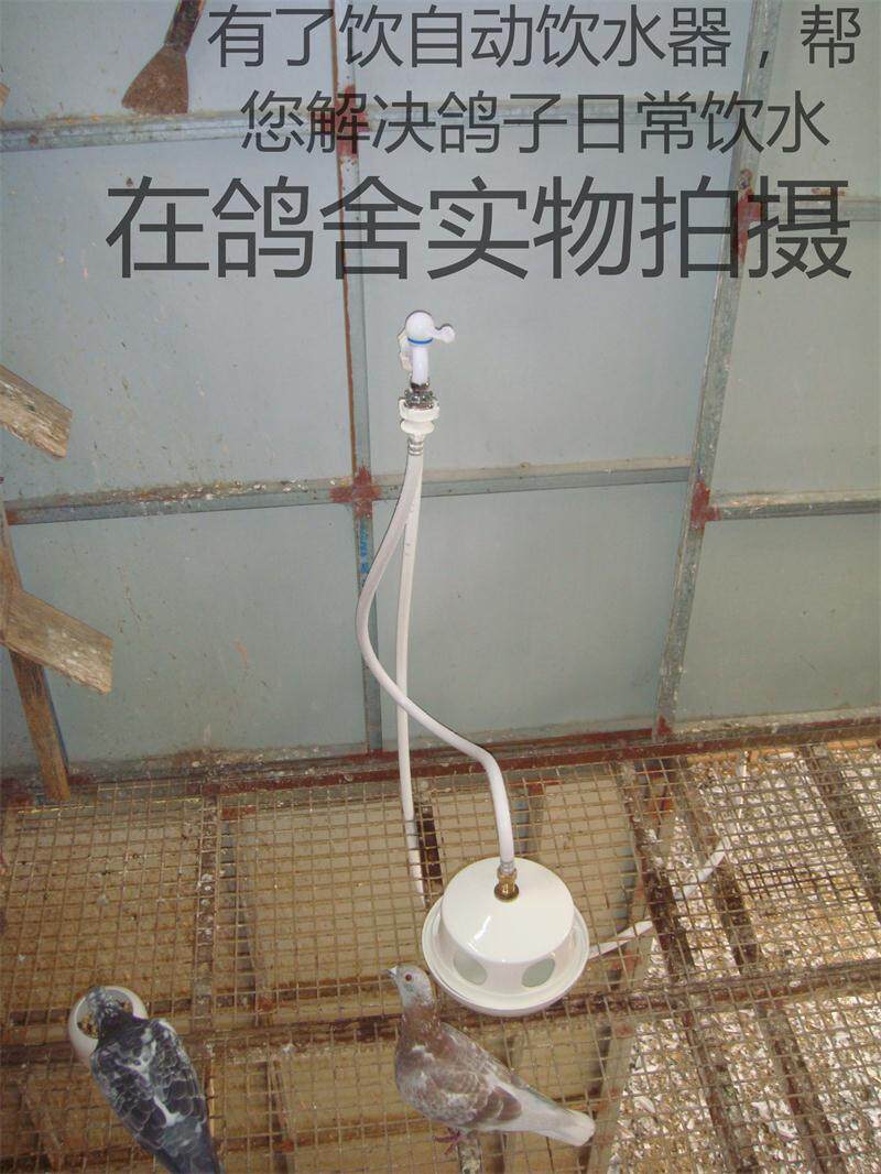 鸽子自动喂水器用信鸽品用具自动饮水器水壶赛鸽水槽喂食槽鸽具