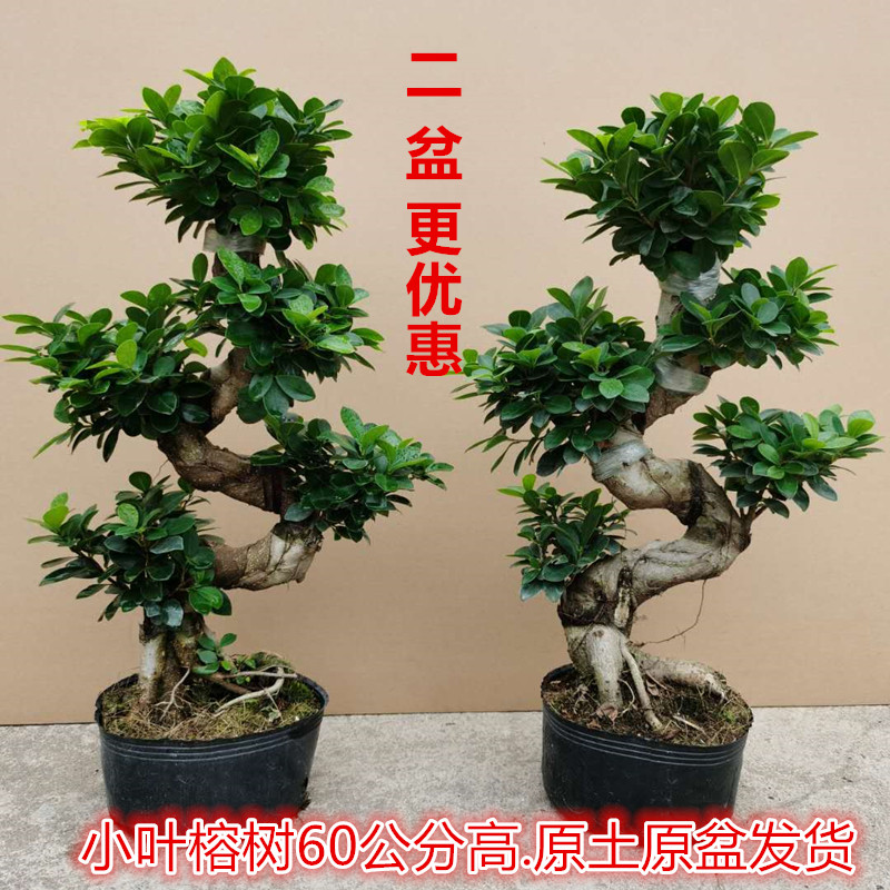 大型盆栽绿植小叶榕树老桩 S造型客厅庭院观茎盆景四季常青发财树