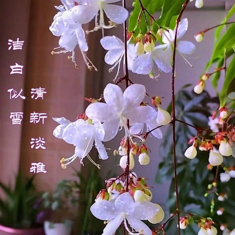 垂丝茉莉盆栽带花发货老桩茉莉花苗室内花卉绿植物