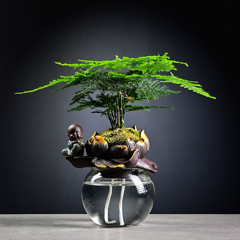 文竹栀子花水养创意懒人自动吸水盆栽花卉室内办公室网红创意植物