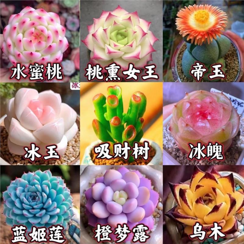 新款多肉组合植物桃熏女王冰魄侧影套餐好养耐寒办公室盆栽防辐射