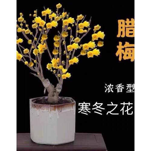 浓香型素心梅腊梅耐寒植物腊梅盆景盆栽红梅苗盆景带花苞腊梅花树