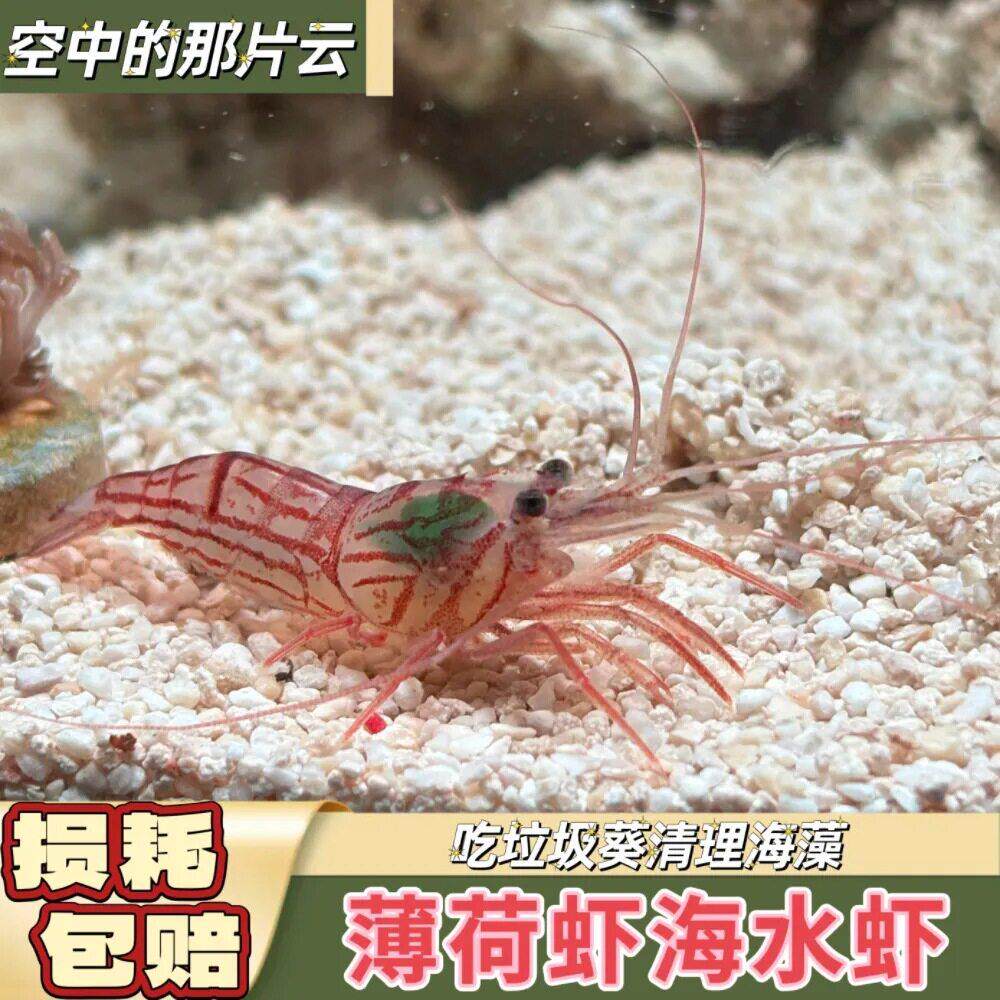 薄荷虾假绵阳虾黄点玻璃虾海水观赏虾清理垃圾工具除藻玻璃