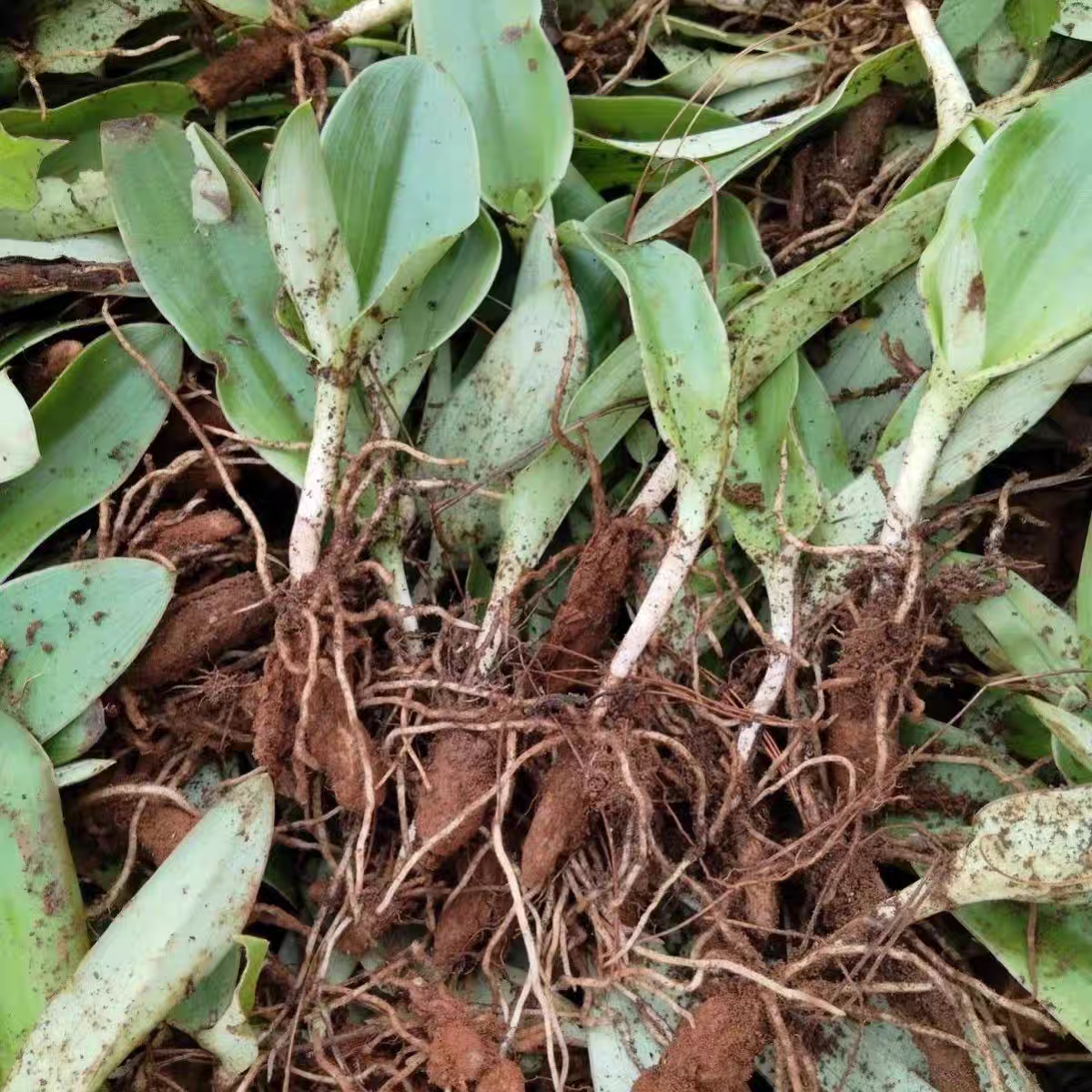药材苗双肾草苗双肾参苗玉凤花观赏药用阳台室 内植物苗中药材