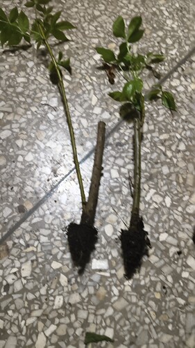 刺五加苗刺五加树苗五加皮苗药用五加皮盆栽中药材泡酒易成活