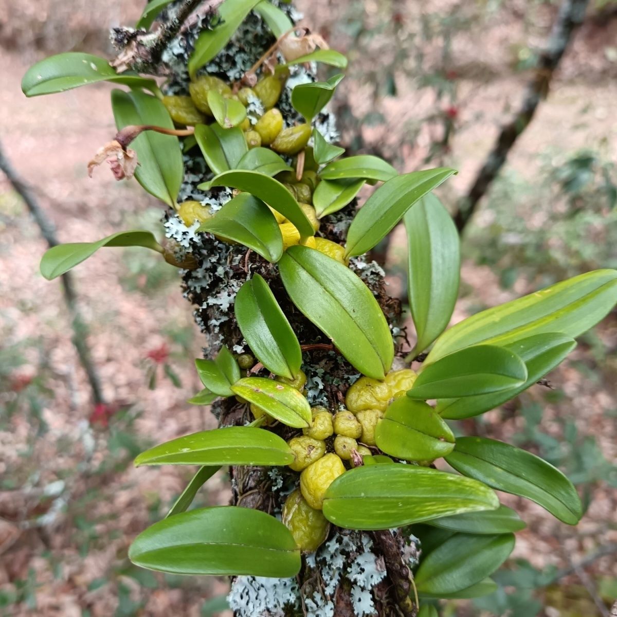 云南野生单叶小果石橄榄石仙桃果上叶煲汤观赏包邮