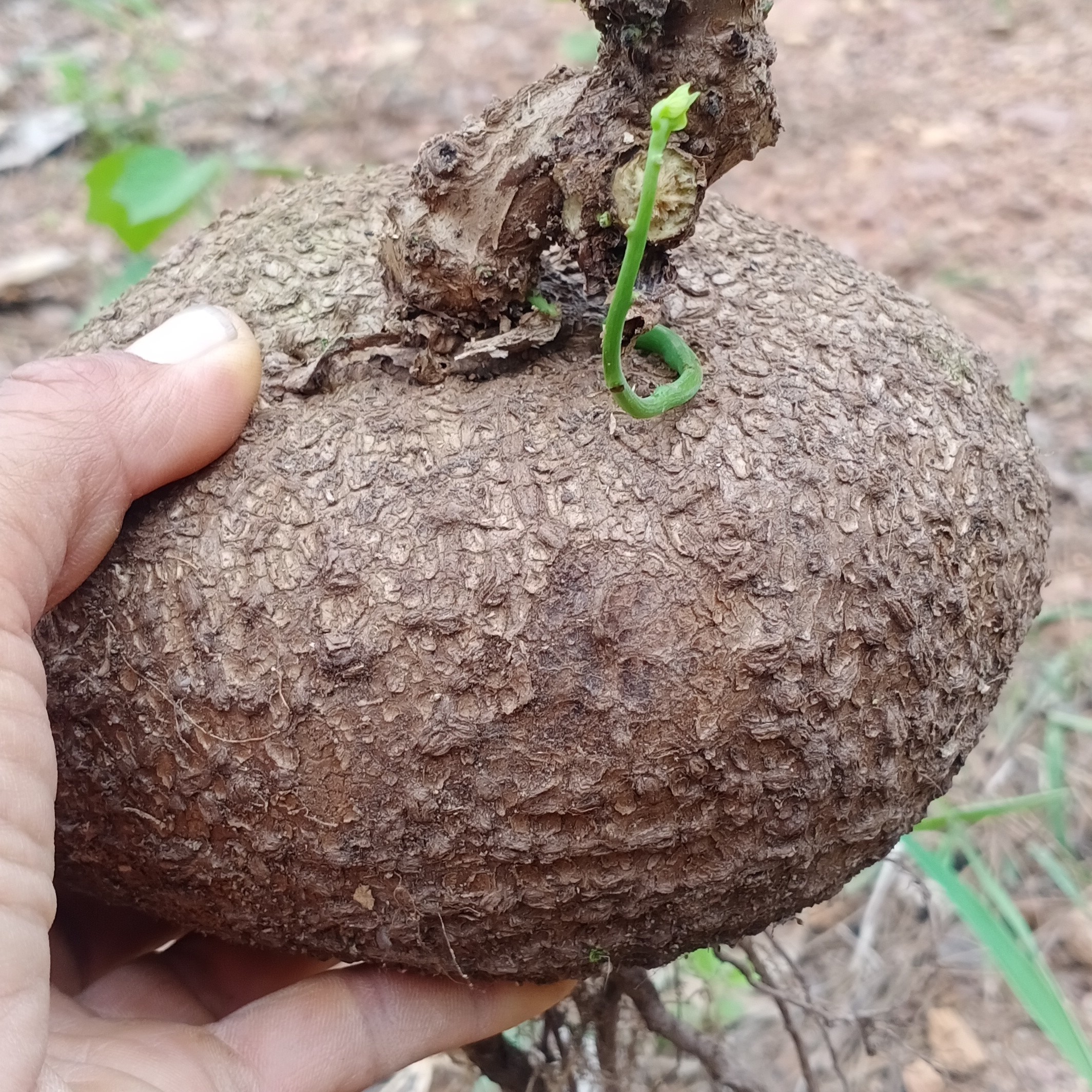 原生态中药材石蟾蜍 金不换 石琴薯 山乌龟 地乌 龟 新鲜货