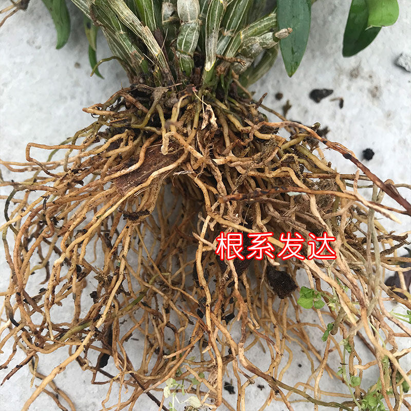 霍山原种铁皮石斛苗一斤 红杆软脚生态种植室内绿植兰花卉可食用