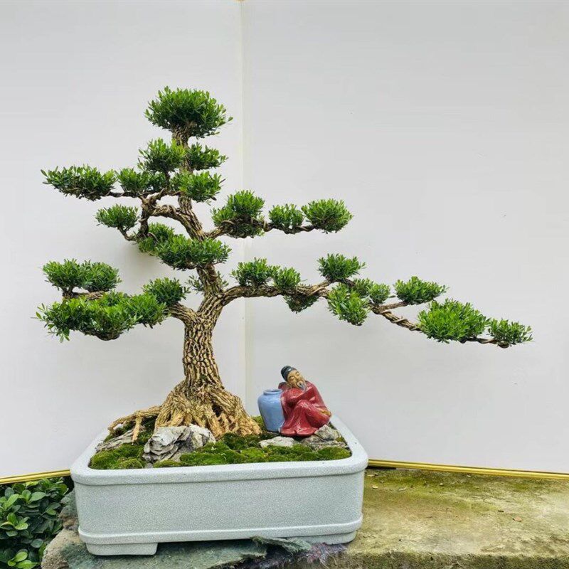 名贵黄杨盆景造型老桩客厅办公室好养绿植小叶雀舌黄杨四季常青