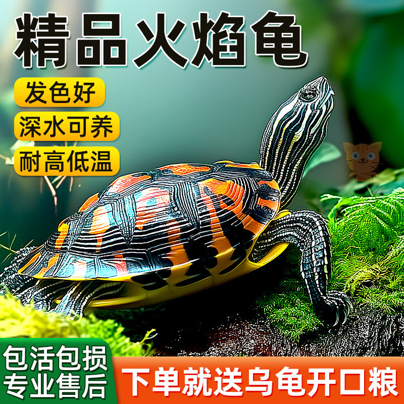 乌龟活物火焰龟深水小乌龟水龟黄耳龟观赏龟淡水高级混养家养宠物