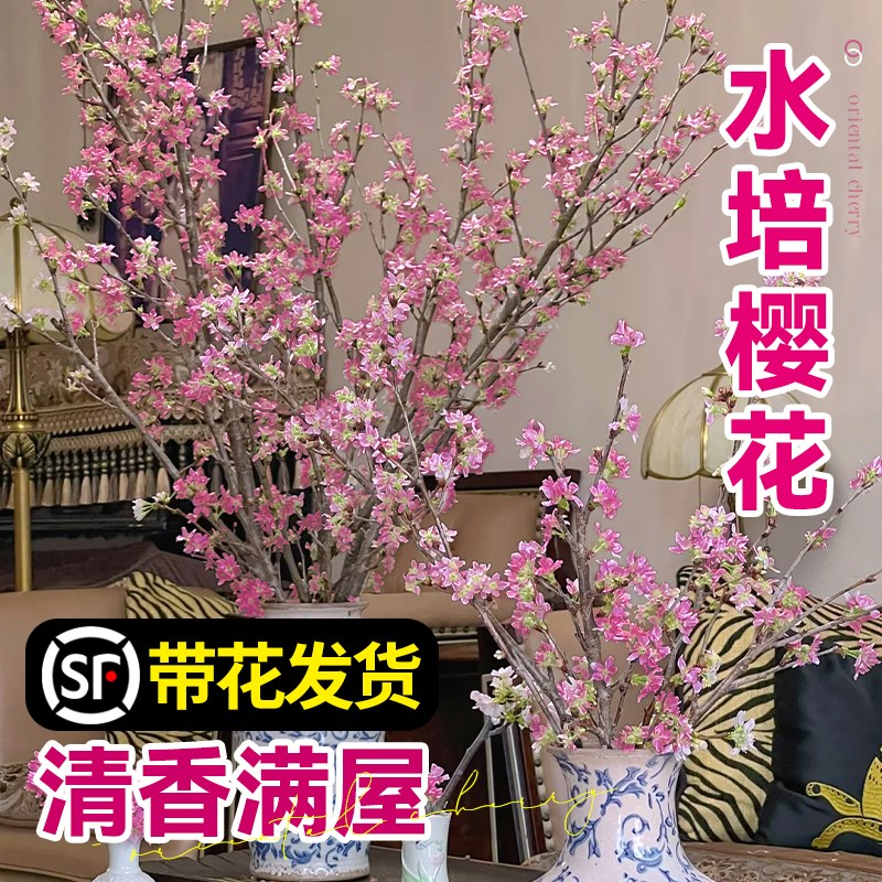 带花水培桃花枝树干枝红梅珍珠李鲜花室内花卉盆栽鲜切水养绿植物