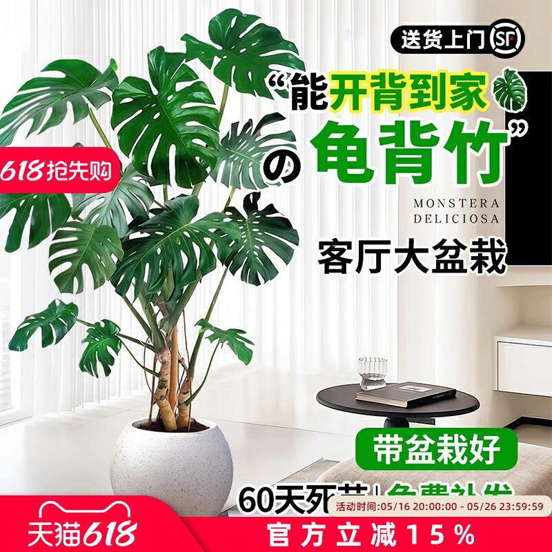 老桩龟背竹客厅大盆栽提根大叶客厅室内大型植物开背巨型绿植好养