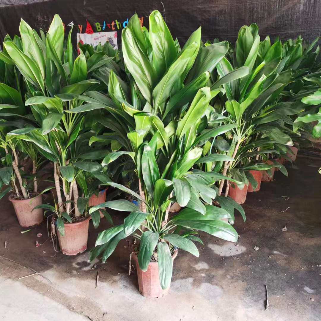 青铁大型盆栽铁树室内绿植四季青千年木绿植盆景观叶吸甲醛螺纹铁