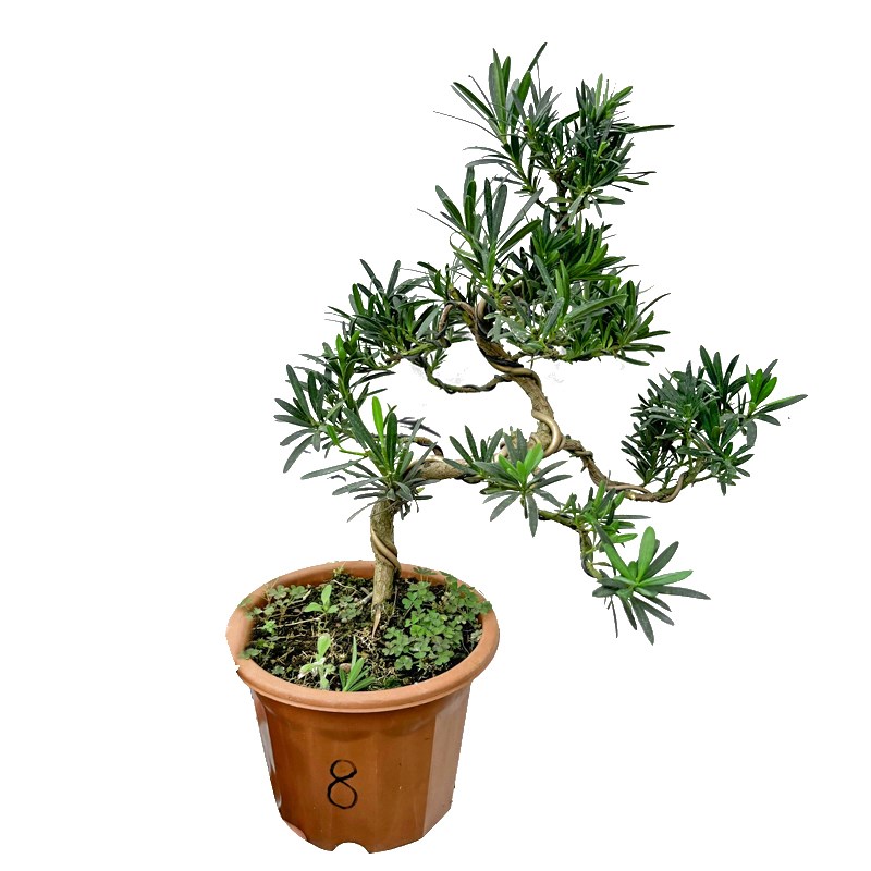 素材苗罗汉松一物一拍造型盆栽植物苗庭院室内桌苗常绿盆景绿植