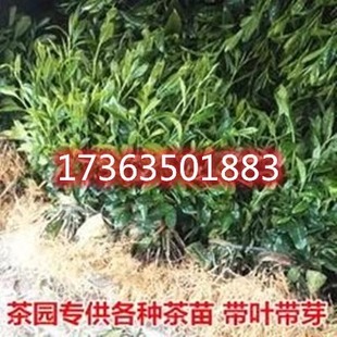正宗茶叶苗 龙井茶叶苗 绿茶苗铁观音茶苗白茶树苗毛尖茶苗