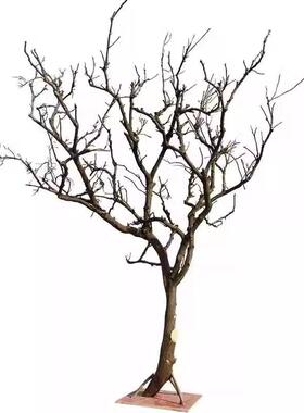 干树枝真干枝干树XZL色白枯树枝摆件树杆仿树枝假树造型树树枝装