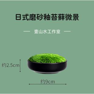 苔藓微景观小型桌面茶艺景观摆件鲜活苔藓创意迷你盆景新中式 日式