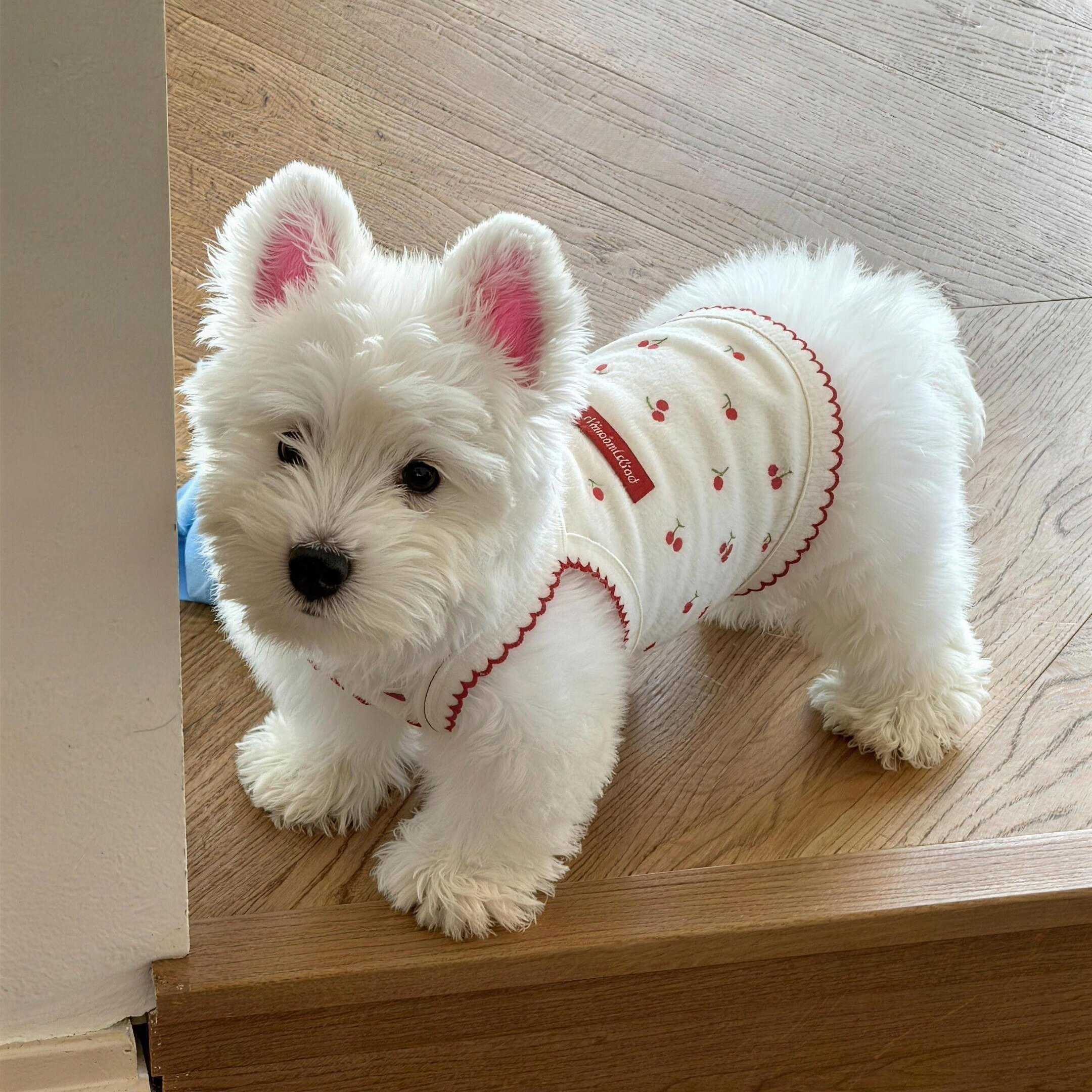 狗狗衣服小狗宠物春装薄款背心比熊小型犬猫咪衣服2026新款防掉毛