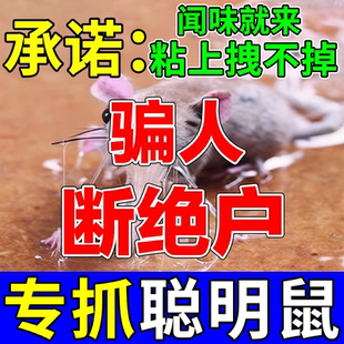老鼠粘强力粘鼠板强力胶粘大老鼠加大加厚老鼠扑捉器强力粘鼠板