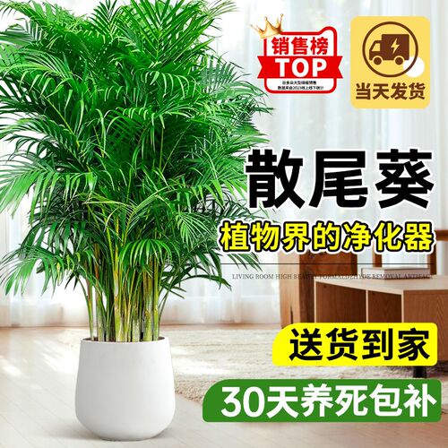 散尾葵盆栽室内大k型绿植凤尾竹客厅植物四季常青好养富贵椰子花