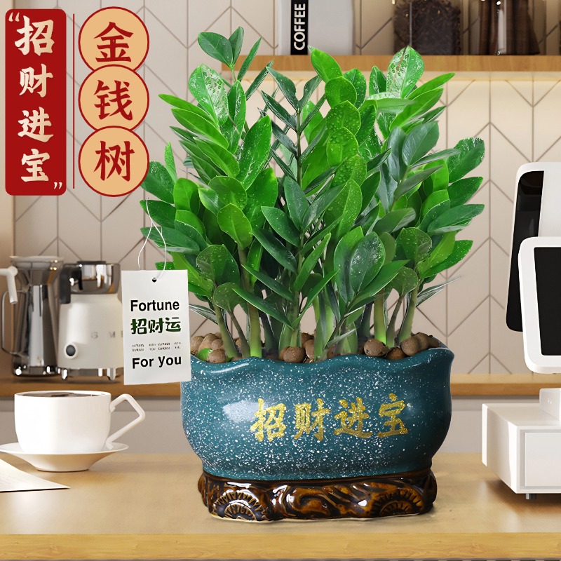 特级金钱树盆栽客厅前台开业招财绿植办公K桌面摆件钱串子好养旺