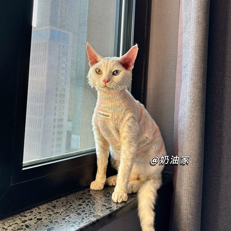奶油家无毛猫衣服l斯芬克斯德文宠物猫咪春款洋气毛衣软糯亲肤包