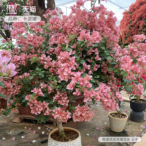 精品卡亚塔三角梅k大苗盆栽苗带花室内阳台四季开花卉爬藤植物老