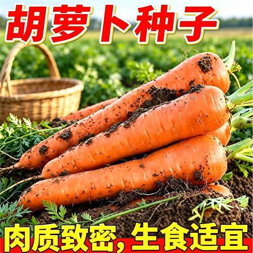 胡萝卜种籽夏秋季水果蔬
