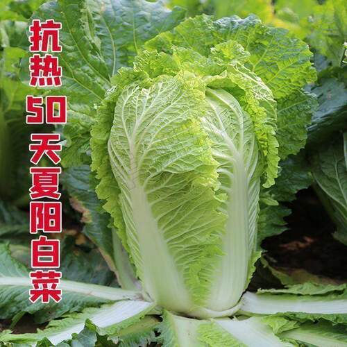 夏阳大白菜夏季抗热包心白菜50天结球白菜农家新鲜耐储存蔬菜包邮