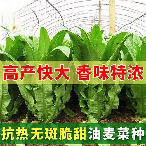 油麦菜种大叶耐热四季农家阳台盆栽春季油麦菜大颗蔬菜种大全