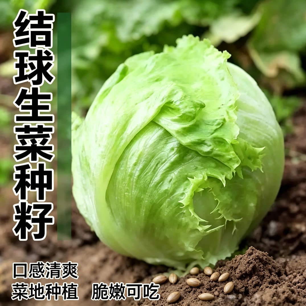 结球生菜奶油圆生菜西餐汉堡火锅用包心沙拉新鲜蔬菜圆西生菜种子 - 实物图