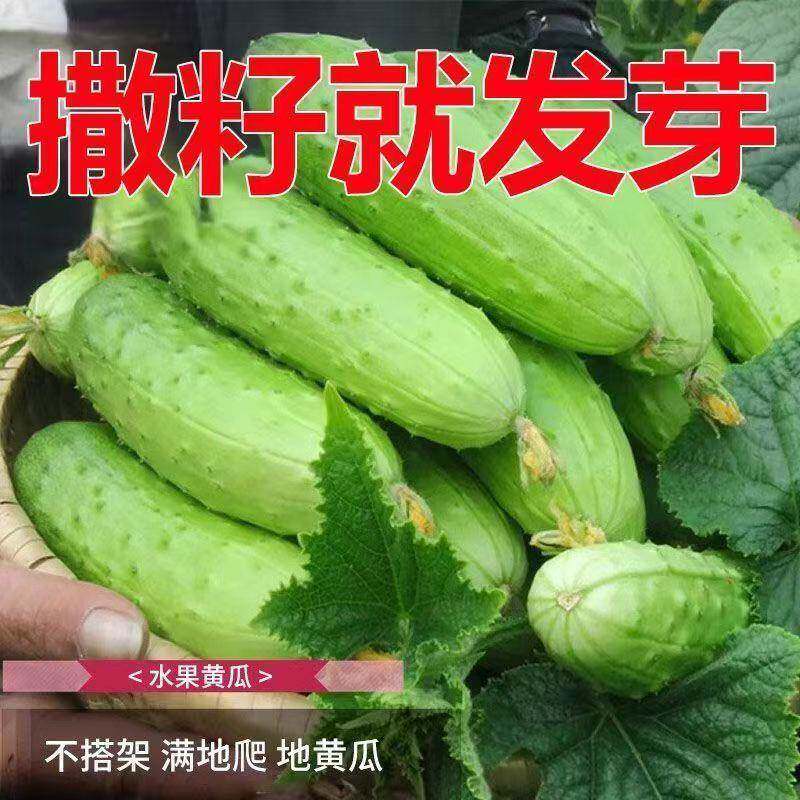 满地爬水果黄瓜种籽旱黄瓜种子孑苗盆栽阳台春季夏秋四季蔬菜种子 - 实物图