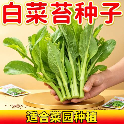 四季速生奶油白菜苔种子