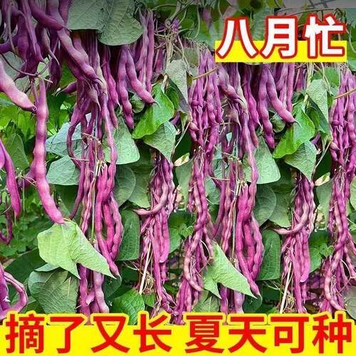 八月忙豆角种子耐寒耐热