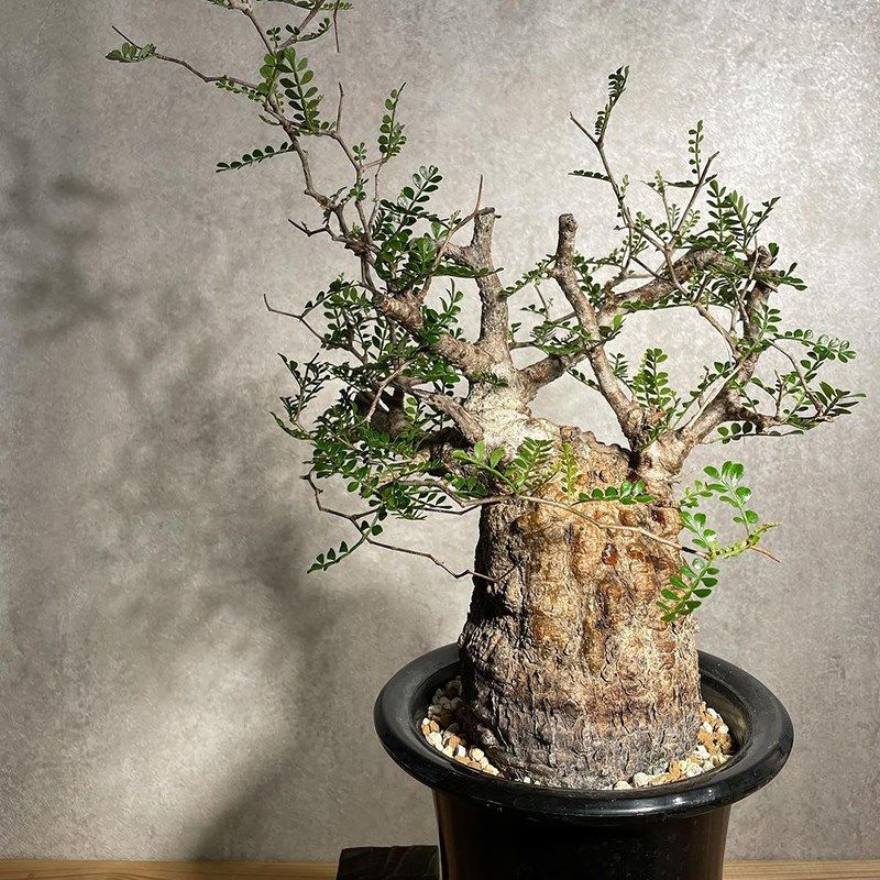象足漆树 Operculicarya pachypus 实生苗 多肉植物 块根