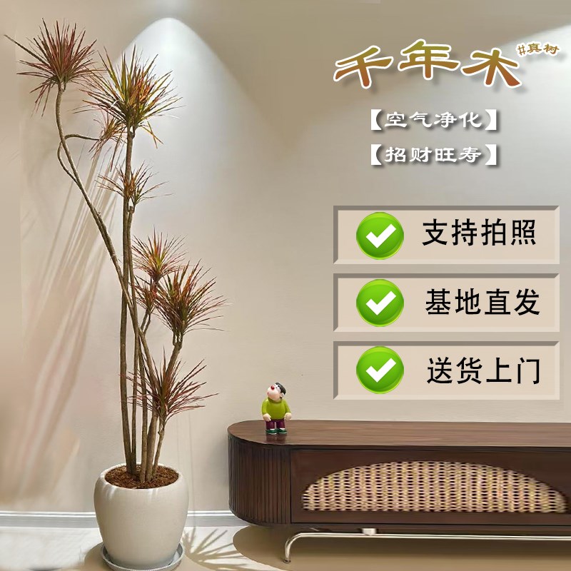 七彩铁千年木客厅真树绿植大型盆栽落地北欧老桩室内造型易养氛围