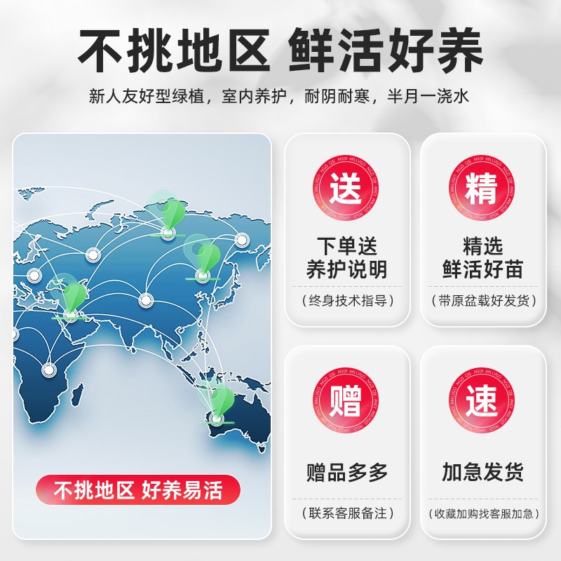 发财树客厅大盆栽花卉发财树摆件客厅室内好养大型绿植乔迁真树