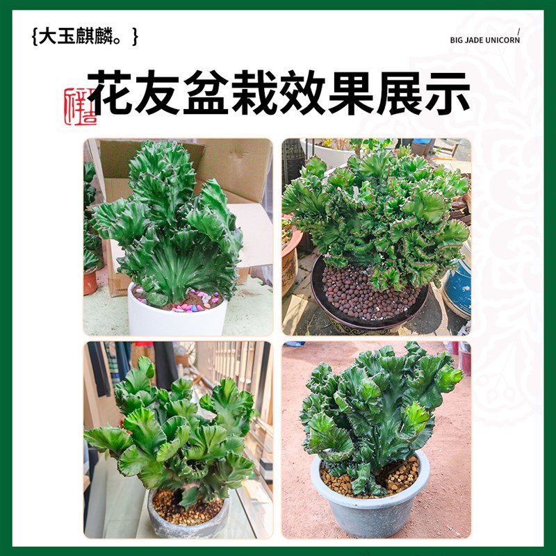 玉麒麟盆栽带根麒麟植物多肉大颗好养室内盆栽彩麒麟龙骨稀有品种