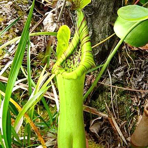 宝特瓶猪笼草truncata食虫植物低地纯色系笼子巨大原种nepenthes