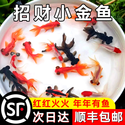 罕见小鱼耐活好养冷水鱼易活观赏鱼蝶尾金鱼活鱼小型淡水冷水鱼鸿
