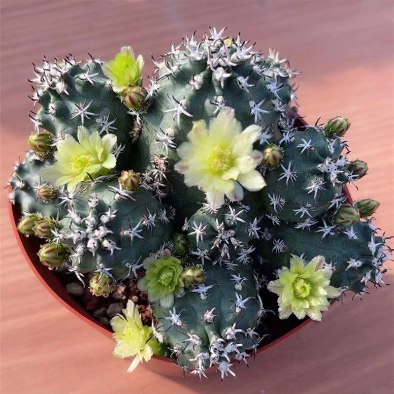 短豪刺青花虾仙人球开花仙人掌绿色花多肉植物盆栽稀有品种自根