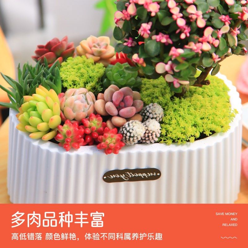 梦幻花园多肉植物盆栽室内绿植花卉桌面耐活创意新手好养含盆