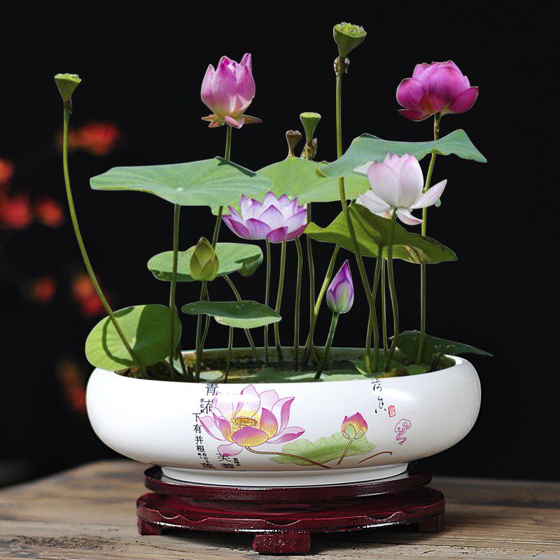 铜钱草水培花盆简约器皿金钱草专用陶瓷水仙花水养一叶莲碗莲桌面