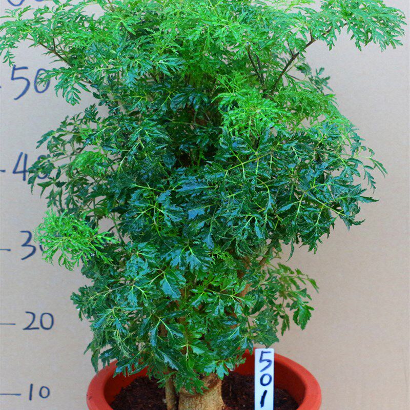 羽叶福禄桐盆景树桩室内客厅花卉绿植四季常青发财树盆栽净化空气